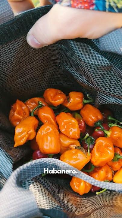 The 3 Best Habanero Varieties For Your Garden #peppergrowing #growpeppers #pepperplants #gardeninspo