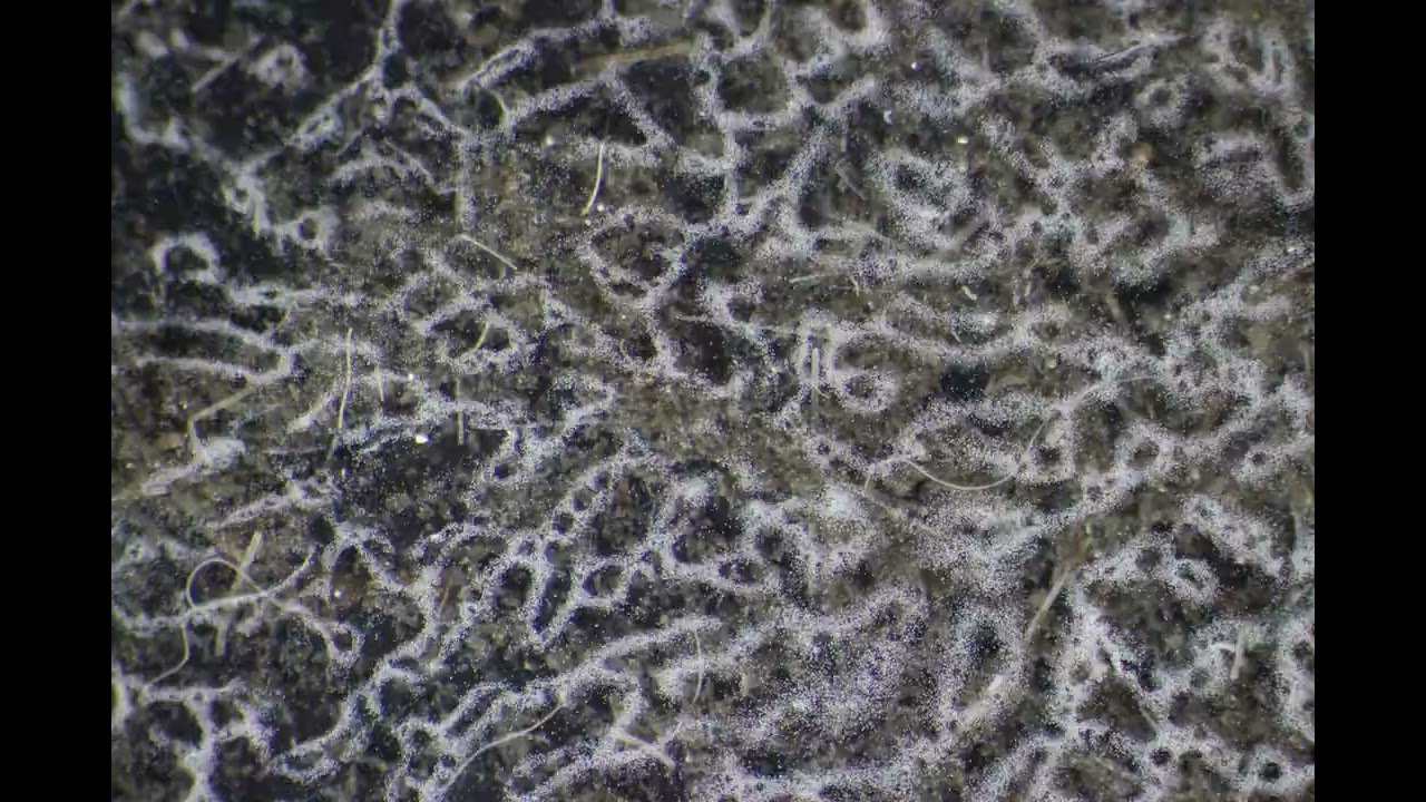 Bioconvection des bactéries Thiovulum karukerense timelapse 8 3 fps
