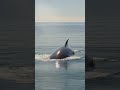 Humpback Whale Takes One Final Breath Then Disappears Into Thousands of Feet of Open Ocean 🌊🐋