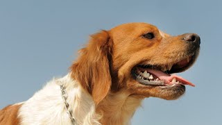 Exploring the Remarkable Tracking Abilities of Brittany Dogs