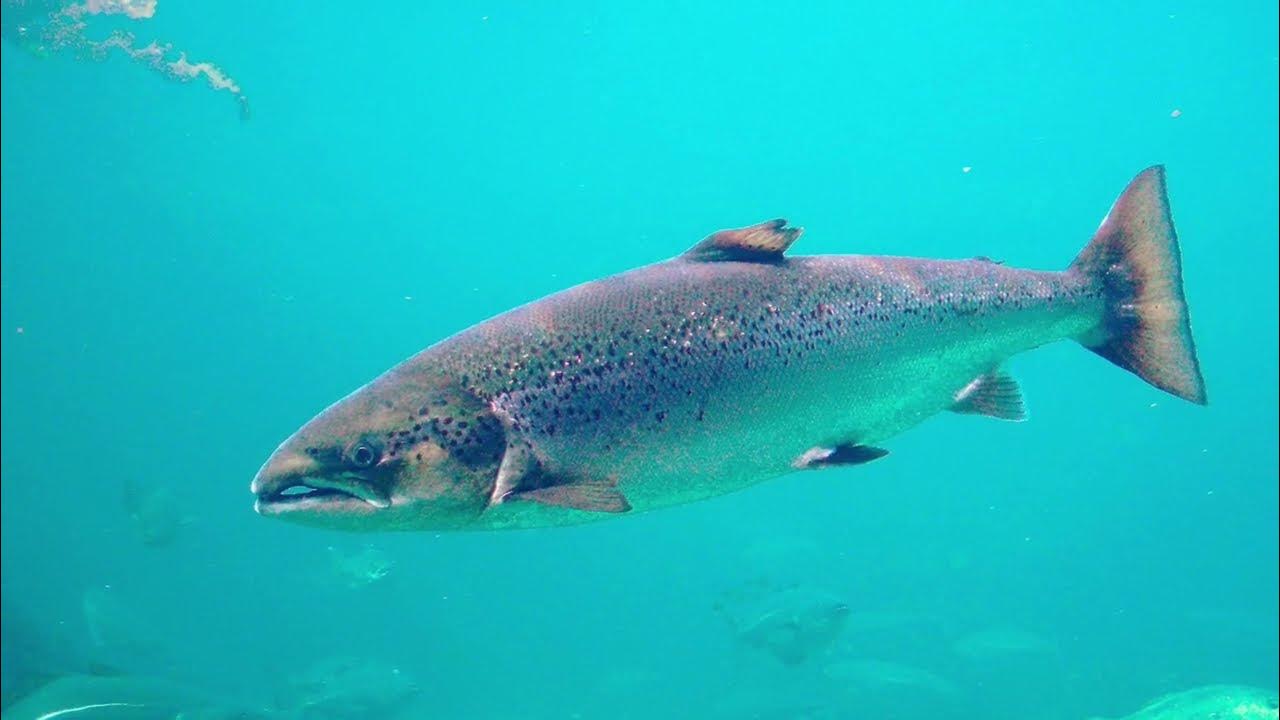 I’m a Salmon (Full Song) YouTube