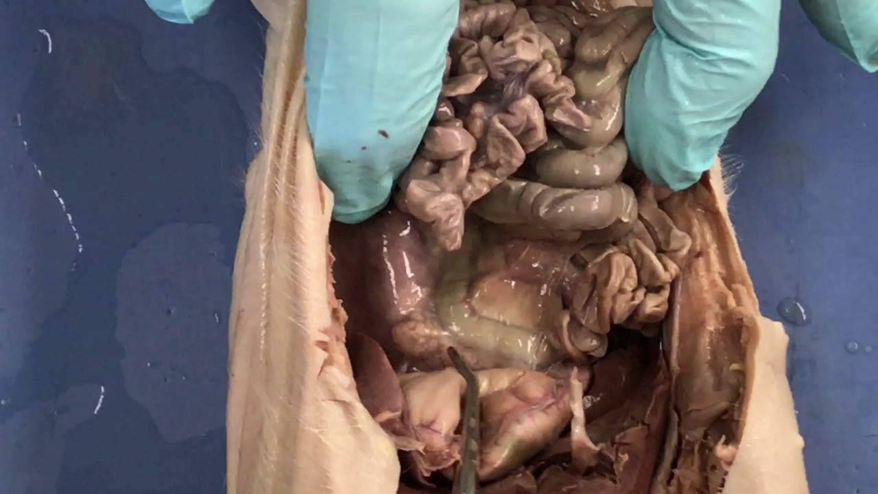 Fetal pig dissection Endocrine glands and other major organs - YouTube