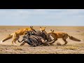 Foxes Attack Wildebeest | Survival Animal Documentary