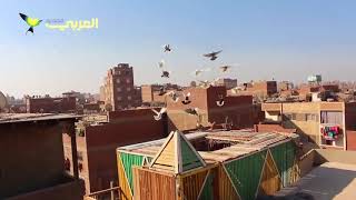 تربية الحمام في مصر...تصميمات خشبية فوق المباني السكنية