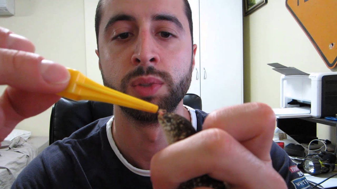 sheet bend How to Assist Feed a Gecko