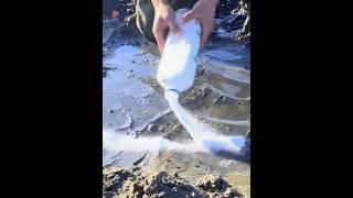 Never Eat This Razor Clam |😲😲| #shorts