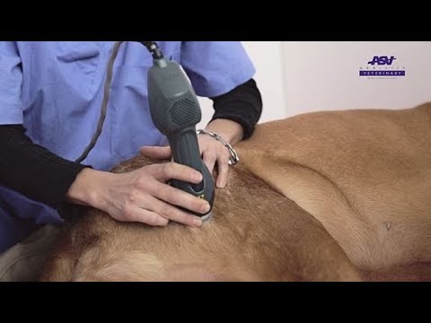 Vidéo: Gérer la dysplasie de la hanche chez le chien