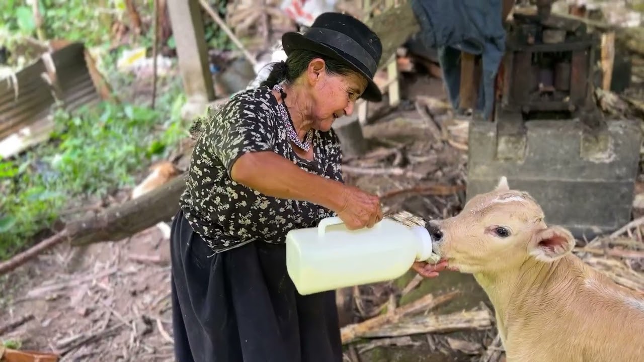 Mi ternero nació prematuro,así es como lo alimento para crezca saludable