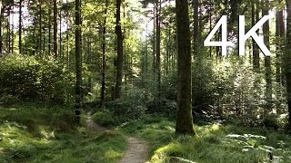 4k Video Nature, Ave Maria Prelude, UHD
© by 3D-Taeuber, for business-enquiries contact me by email, or buy my videos here : http://bit.ly/2gnbVW8
In order to keep this channel alive I really have to make some money, so you have to understand - I cant allow free usage of my videos!
Find yourself gliding through the forest accompanied by classical music of ave maria by Franz Schubert. SWITCH TO HD FOR BEST VIDEO-QUALITY!
Be surrounded by the dense green of the forest, open your eyes and listen to this concert of nature, the sights and sounds. ENJOY!
This video is meant for relaxation, meditation, refreshment, and your enjoyment.
This Video is a whole new experience in relaxation and virtual reality, it really can suck you in one could really get lost in this location and nature experience, that very moment you watch it, it will be your forest and you be part of it.
If you want more videos like this, then...
ENJOY, LIKE and SHARE this video and SUBSCRIBE.
4K Video Ultra HD, the choice of TV Broadcasters and Filmers. Well, most people still have elder TVs or FULL HD TVs and Monitors but even so a Video or Film originaly produced in 4K does look better on elder monitors and TVs. Andin my eyes it will take many more years to come until TV Brodcasts and Cable Networks will all be switches to 4K, and to be realistic for most programs a resolution of HD or FULL HD is all that it needs.
Currently following manufacturers provide Ultra HD 4K TVs and Monitors:
SONY 4K, Ultra HD
SAMSUNG 4K, Ultra HD
ASUS 4K, Ultra HD
PHILIPS 4K, Ultra HD
LG 4K, Ultra HD
(tm) All productnames/brands are registered and belong to their respective owners! 4k Video Nature, Ave Maria Prelude, UHD