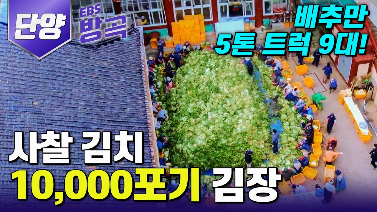 [충북 단양] 🥬배추만 10,000포기! 압도적 규모의 구인사 김장 대장정 | #한국기행 #방방곡곡
