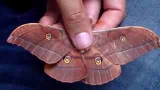 Japanese Oak Silkmoth Antheraea Yamamai