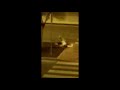 VÍDEO/Polémico traslado de ocas