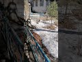 Уточки в большом городе