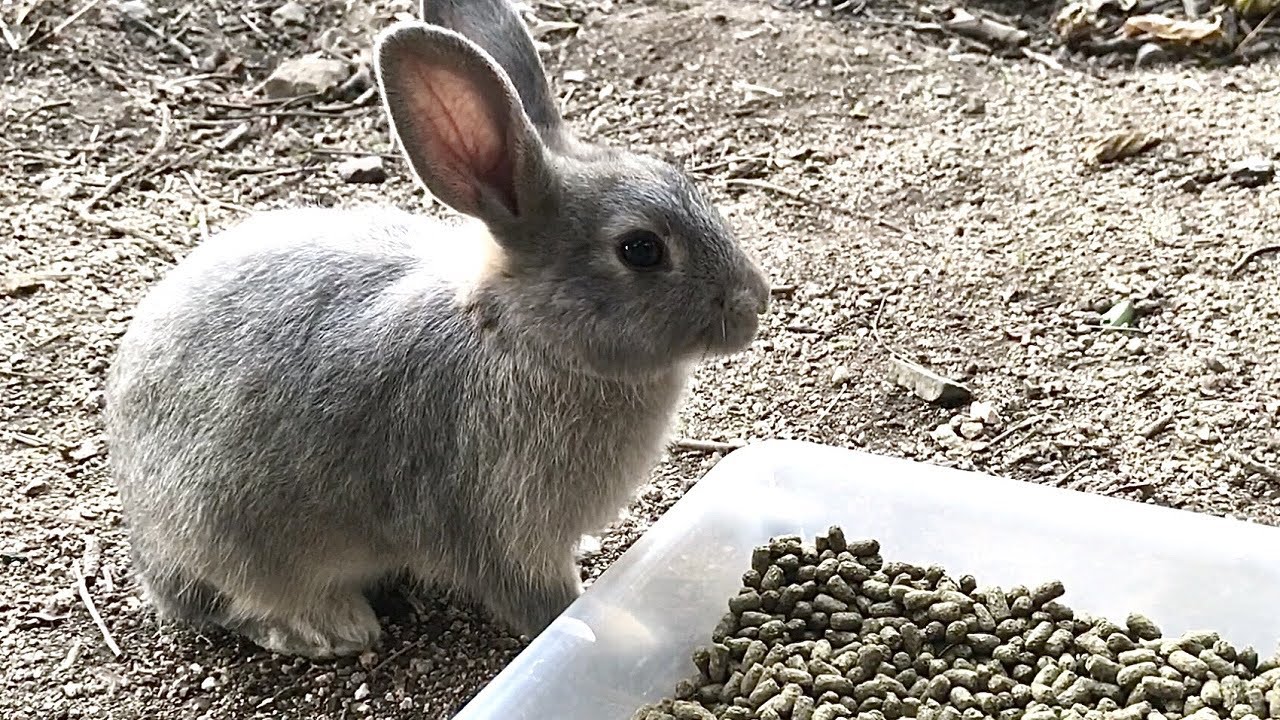 Prank Rabbits Baby rabbit that tried to play a prank and failed badly - YouTube