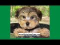 Morkie Pups in Florida