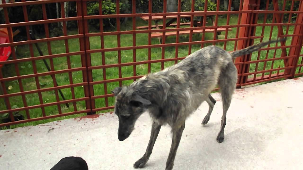Obie the Deerhound/Greyhound and his mad little sidekick Bramble YouTube