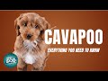 Cavapoo Dog Breed Guide | Dogs 101 - Cavapoo/Cavoodle