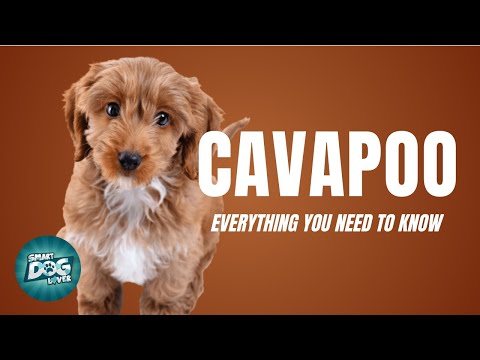 Vidéo: Est-ce que mon cavapoo d'abricot deviendra blanc ?