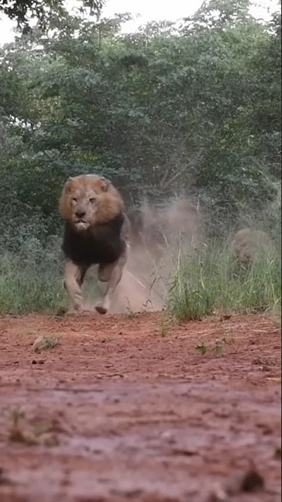 Singa Jantan berlari dengan Gagah #predator #hewanliar #alamliar #singa #hewanbuas #shorts