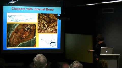 Caught in the act: sex and the fossil record