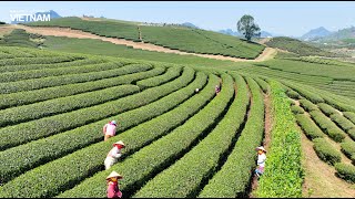 Moc Chau tea plantation, Son La ??