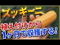 【ズッキーニ栽培】植え付けして約1ヶ月後に収獲するポイント【家庭菜園】調理もしてみたよ！