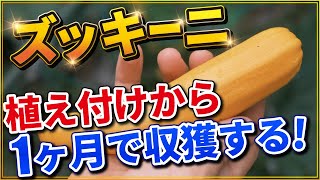 【ズッキーニ栽培】植え付けして約1ヶ月後に収獲するポイント【家庭菜園】調理もしてみたよ！