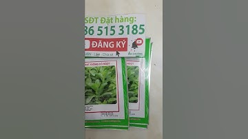 Hạt giống cỏ ngọt stevia