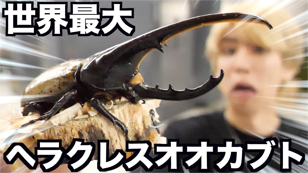 I decided to keep a Hercules beetle in my nuclear shelter! - YouTube