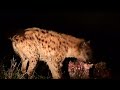 Amazing Hyena Sounds