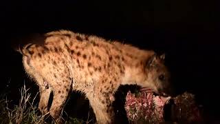 Amazing Hyena Sounds
