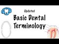 Basic dental terminology  updated