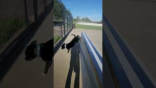 Staffordshire Bull Terrier Learning How To Leap