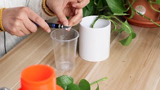 綠蘿怎麼養[6]：綠蘿水培的正確方法