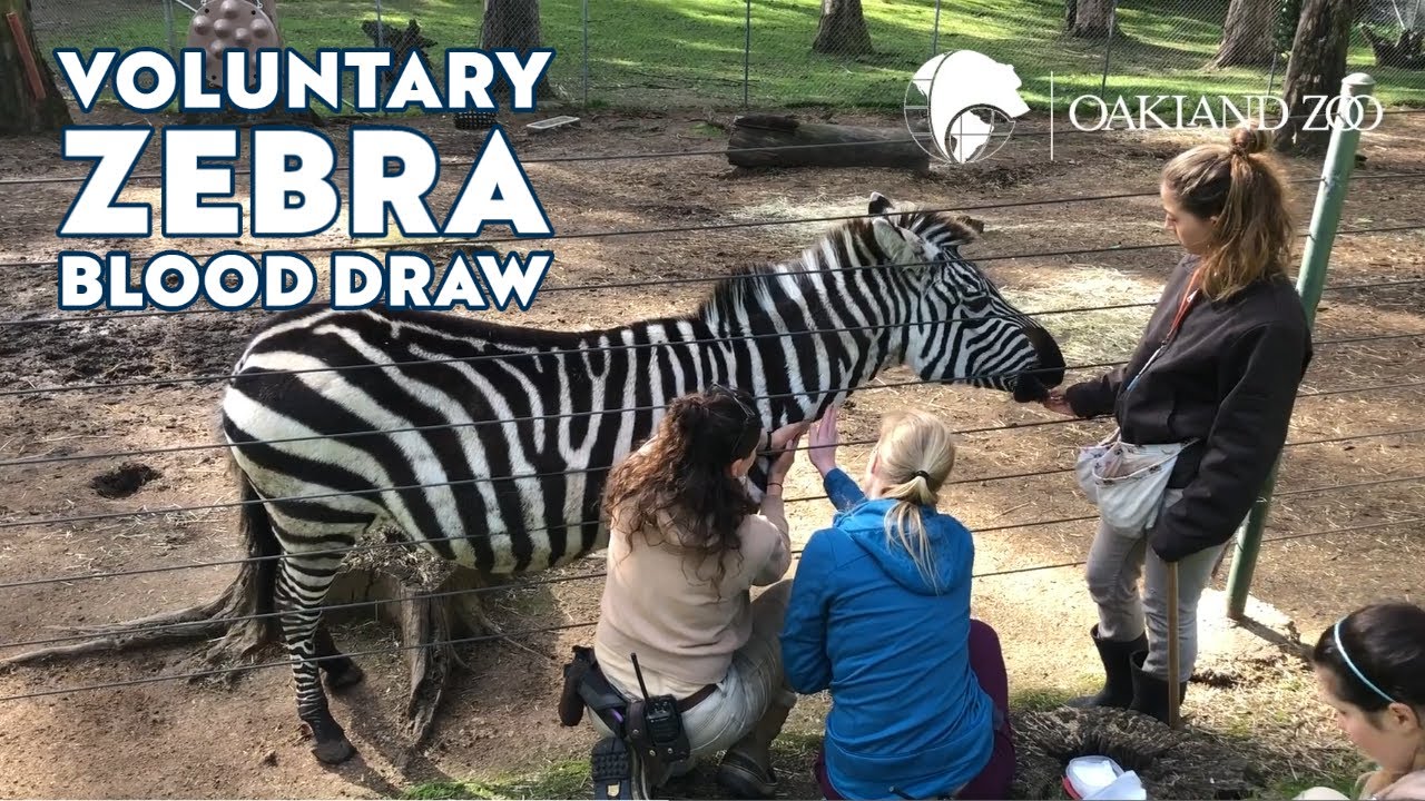 Jumoke the Zebra Voluntary Blood Draw YouTube