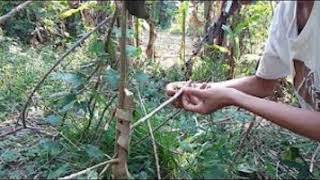 Download Lagu Pikat pernjak tamu MP3