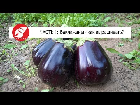 Как выращивать баклажан