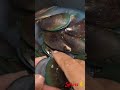 Mussels rawa fry with Rovenas Masala