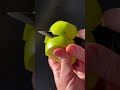 ASMR green apple peeling #shortvideo