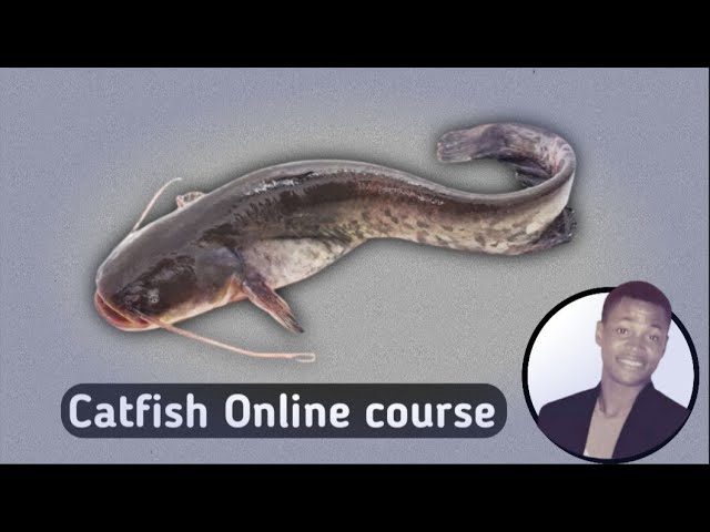You find catfish how online? do 
