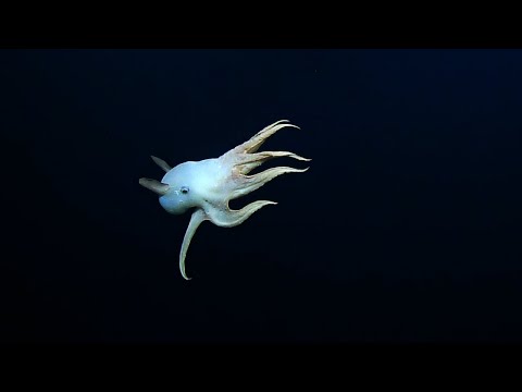 “Ghostly” Dumbo Octopus in the Deep Sea | Nautilus Live