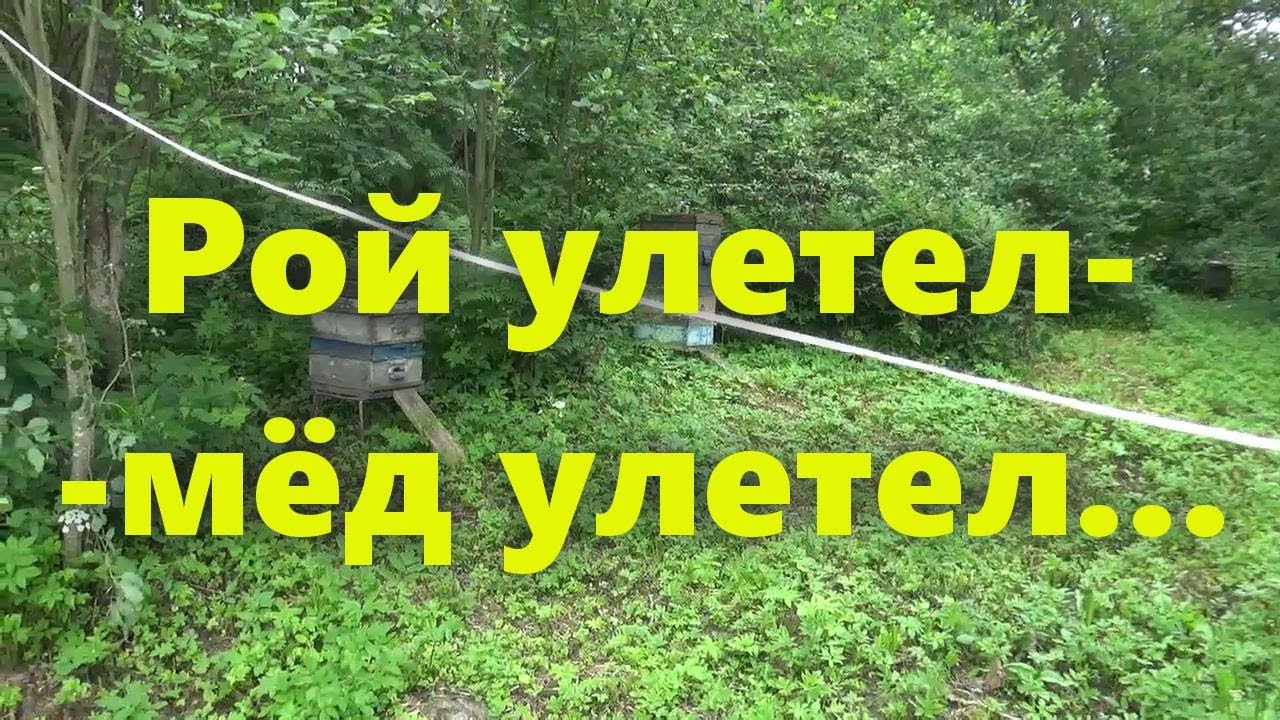 Улей, пчелосемьи и работа на пасеке: осмотр пчёл и их роение. Рой ...