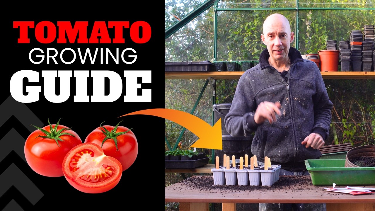Абсолютно все, что вам нужно знать о выращивании помидоров в начале сезона!