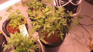 HHT 18k watts Y.G.C DWC series ep.17