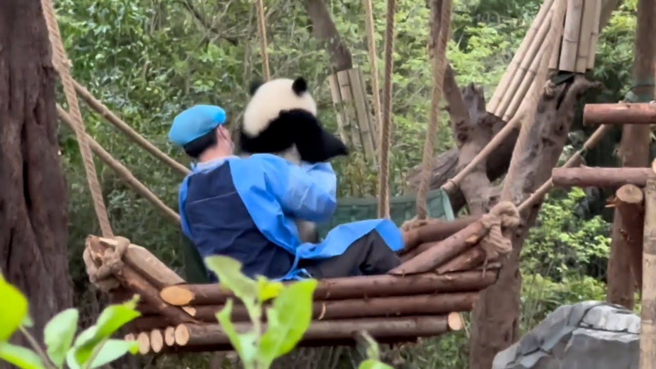 Chengdu Panda Tour Youtube