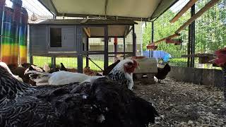 Backyard Chickens  May 31, 2024  Daily Video