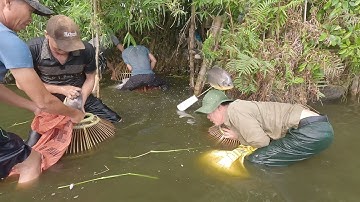 Nơm đàn cá chim / Nơm cá chim hưng hugo