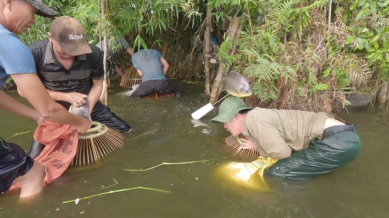 Nơm đàn cá chim / Nơm cá chim hưng hugo
