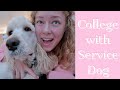 College with a Service Dog