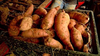 Sweet Potatoes Sweet Potatoes